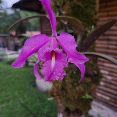 Sobralia rosea