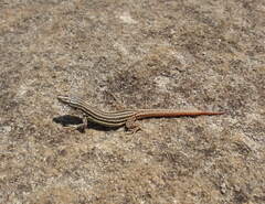 Pedioplanis burchelli