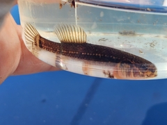 Umbra pygmaea