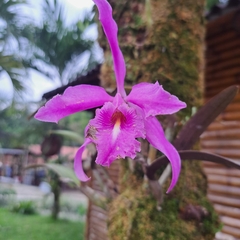 Sobralia rosea