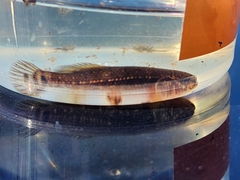 Umbra pygmaea