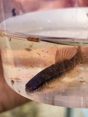 Umbra pygmaea