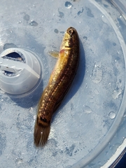 Umbra pygmaea