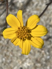 Bidens cabopulmensis