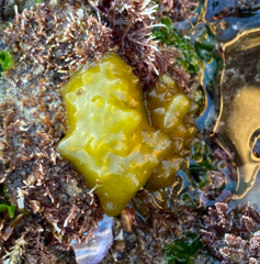 Colpomenia tuberculata