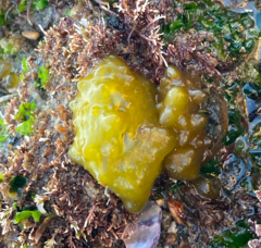 Colpomenia tuberculata