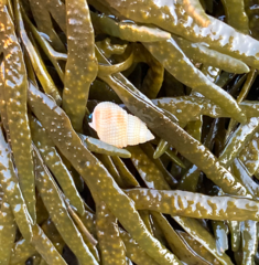 Nassarius perpinguis