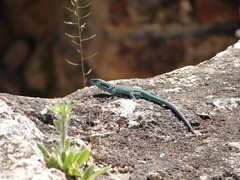 Scelarcis perspicillata