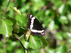 Limenitis weidemeyerii