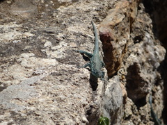 Scelarcis perspicillata