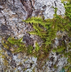 Thuidium