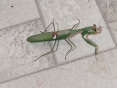 Stagmatoptera hyaloptera