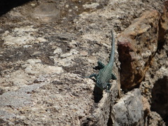 Scelarcis perspicillata