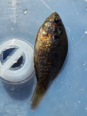 Enneacanthus gloriosus