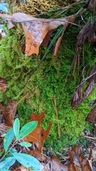 Thuidium