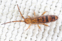 Orchesella celsa