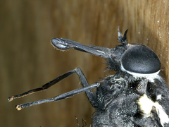 Triclista guttata