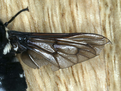 Triclista guttata