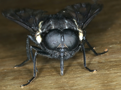 Triclista guttata