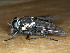 Triclista guttata