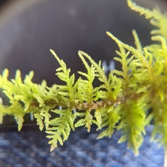 Thuidium