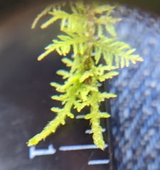 Thuidium
