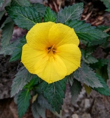 Turnera ulmifolia