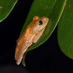 Boophis pyrrhus