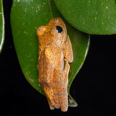 Boophis pyrrhus