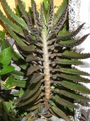 Kalanchoe × houghtonii