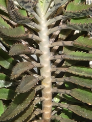 Kalanchoe × houghtonii