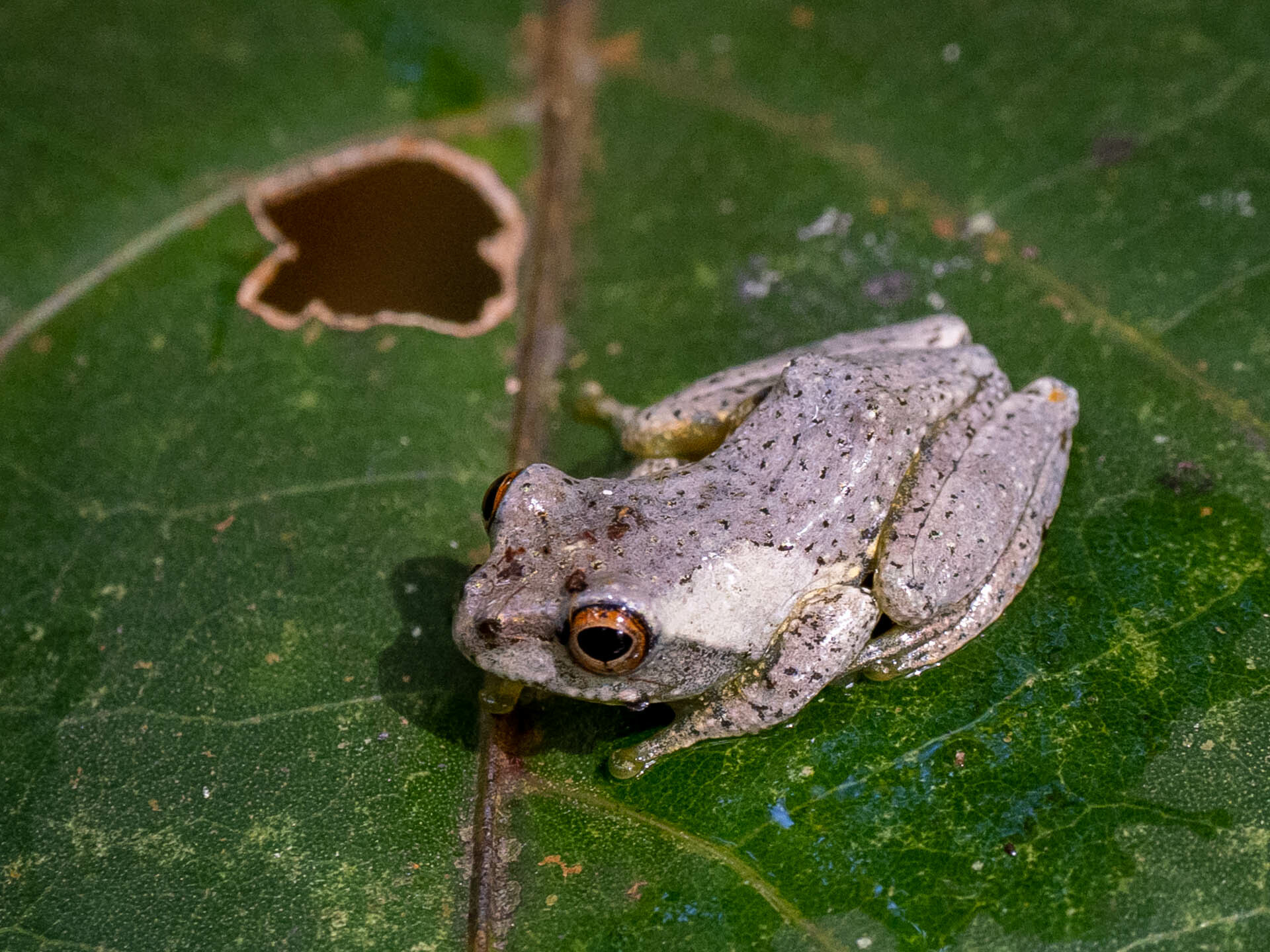 Moramanga Bright-eyed Frog, Boophis pauliani