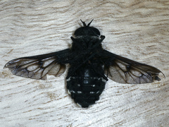Triclista guttata