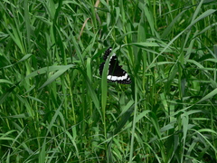 Limenitis weidemeyerii