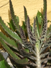 Kalanchoe × houghtonii