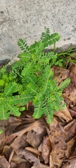 Phyllanthus amarus