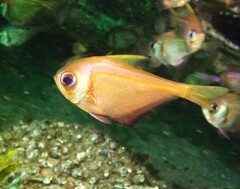 Pempheris compressa