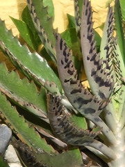 Kalanchoe × houghtonii