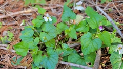 Viola ocellata