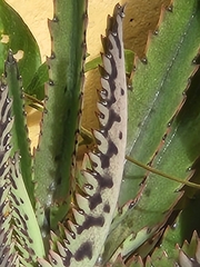 Kalanchoe × houghtonii