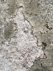 Trapelia placodioides