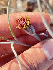 Porophyllum maritimum