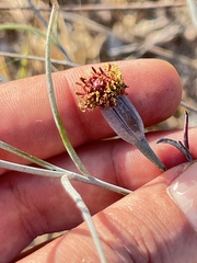 Porophyllum maritimum
