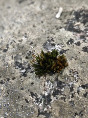 Orthotrichum anomalum