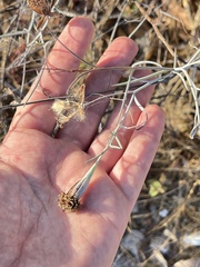 Porophyllum maritimum