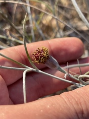 Porophyllum maritimum