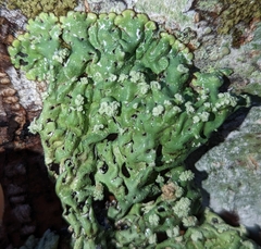 Menegazzia subsimilis