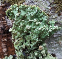 Menegazzia subsimilis