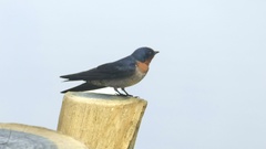 Hirundo tahitica