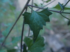Brickellia coulteri